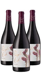 Purple Owl Pinot Noir 2022 – 3 btls