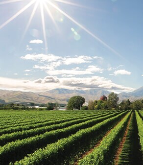 which sauvignon blanc should I buy