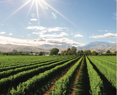 which sauvignon blanc should I buy