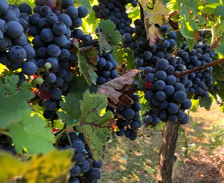 cabernet sauvignon brands popular