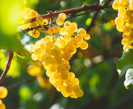 chardonnay brands popular