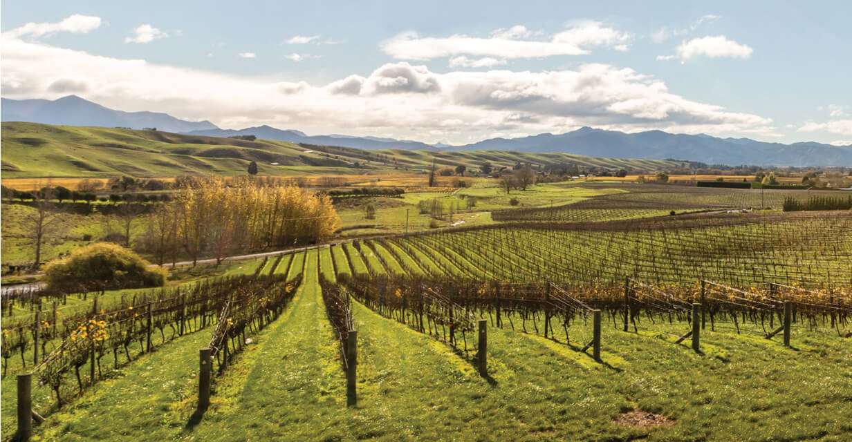 sauvignon blanc wine deliverysauvignon blanc wine delivery