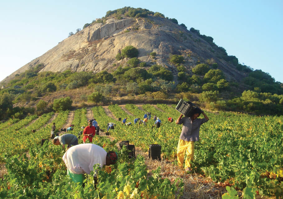 New Zealand Sauvignon Blanc